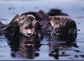 Picture of Yelling Otter